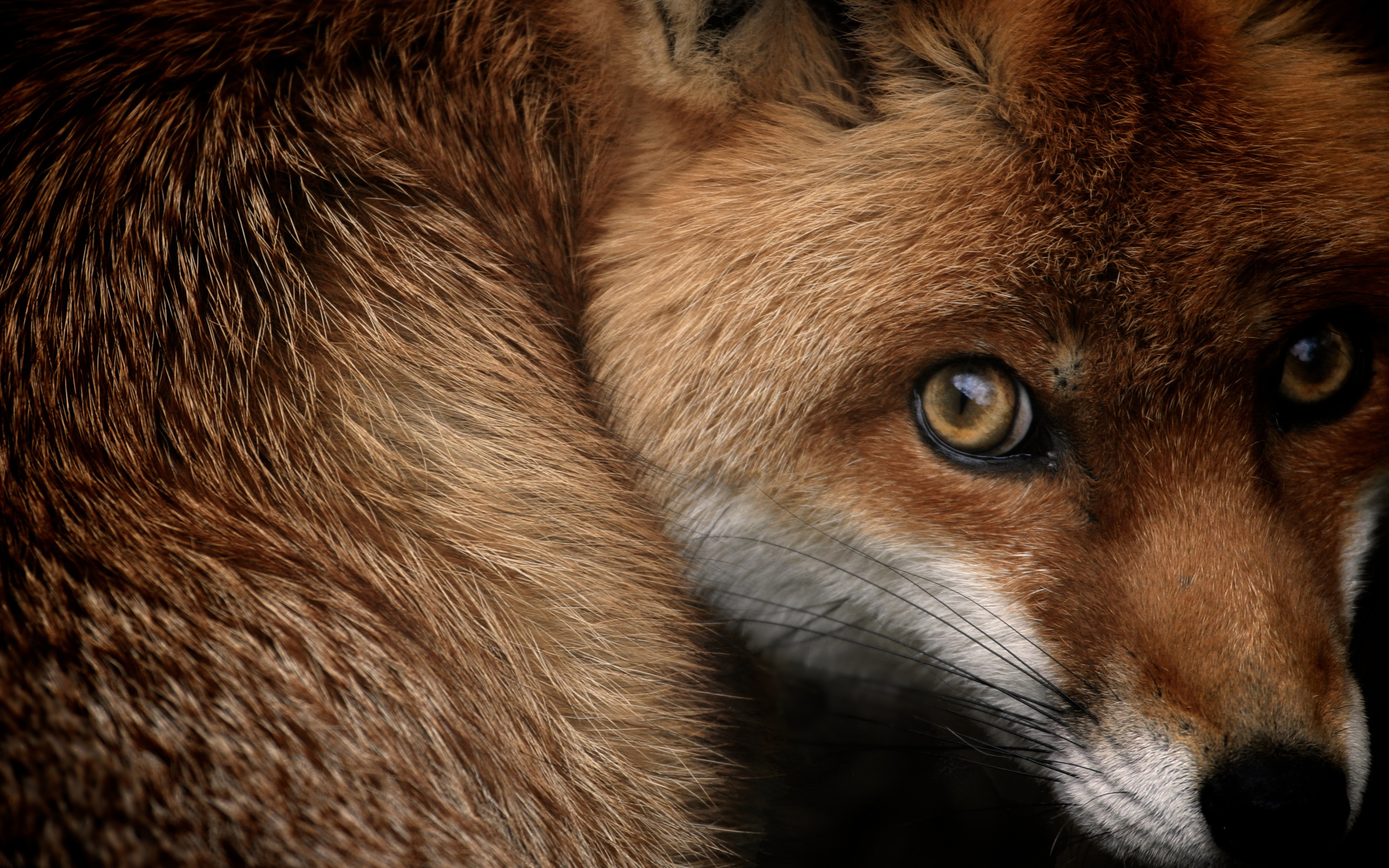 Red fox3218319603 - Red fox - red, fox, Cat